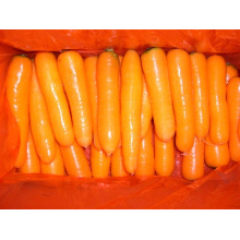 New Crop High Quality Fresh Carrot (200-250G)